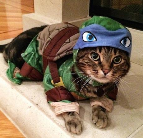 Top 10 Cats Dressed as Cartoon Characters