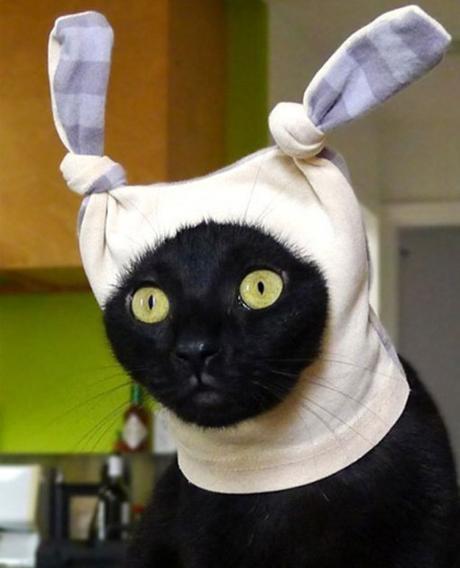 Top 10 Cats Dressed as Cartoon Characters