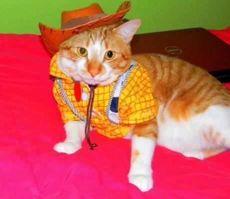 Cat Dressed as Woody: Toy Story