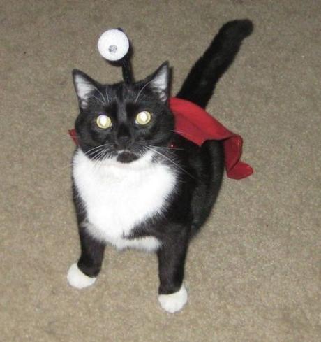 Top 10 Cats Dressed as Cartoon Characters