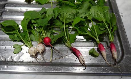 6 lovely radishes!