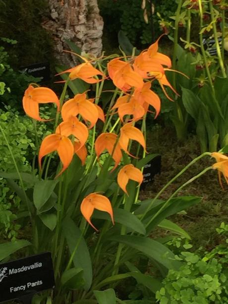 orange orchid called fancy pants