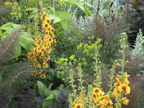 yellow verbascums with bronze fennel