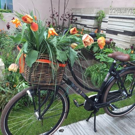 tulips growing from bike basket