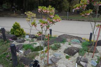 Enkianthus quinqueflorus (04/04/2015, Kyoto Botanical Garden, Kyoto, Japan)