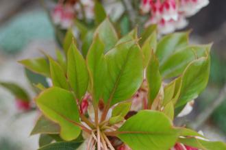 Enkianthus quinqueflorus Leaf (04/04/2015, Kyoto Botanical Garden, Kyoto, Japan)