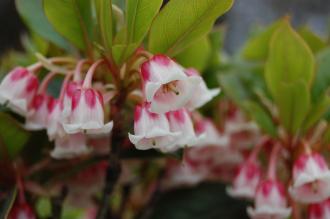 Enkianthus quinqueflorus Flower (04/04/2015, Kyoto Botanical Garden, Kyoto, Japan)