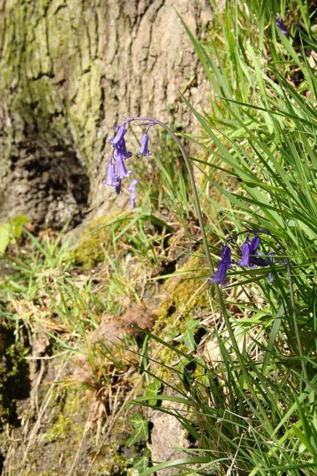 Bluebells in St. Ives Bingley