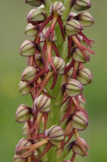 Man Orchid, Lincolnshire!