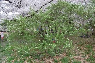 Exochorda serratifolia (04/04/2015, Kyoto Botanical garden, Kyoto, Japan)
