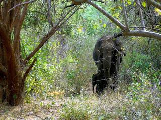 Chinnar wildlife Sanctuary