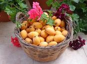 Health Nutritional Benefits Loquat Fruit