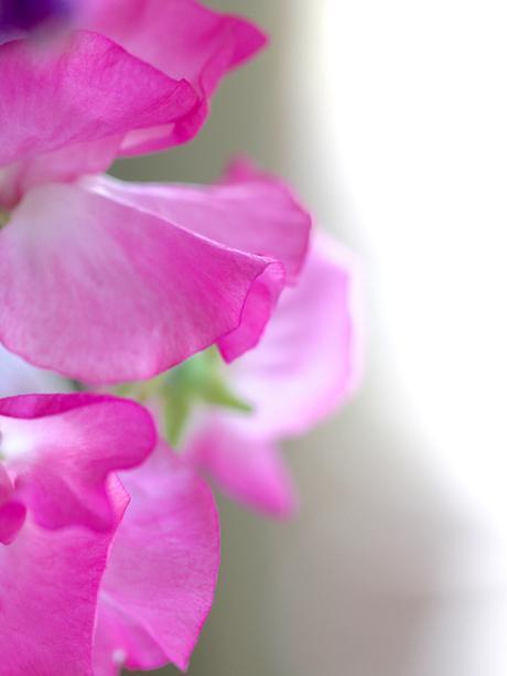 Pink-Sweet-Pea