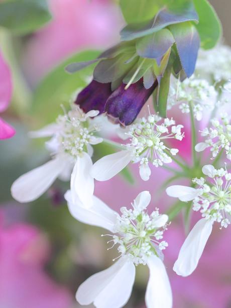 Olya-and-Cerinthe