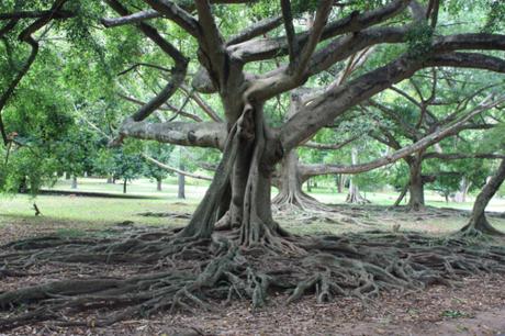 Taken on May 24, 2015 in Royal Botanical Gardens in Peradeniya, Sri Lanka