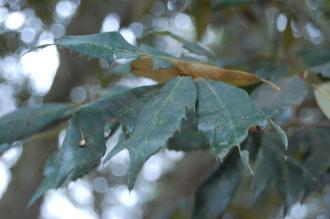 Quercus gilva Leaf (Kyoto Botanical Gardens, Kyoto, Japan)