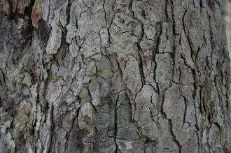 Quercus gilva Bark (Kyoto Botanical Gardens, Kyoto, Japan)
