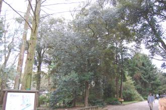 Quercus gilva (Kyoto Botanical Gardens, Kyoto, Japan)