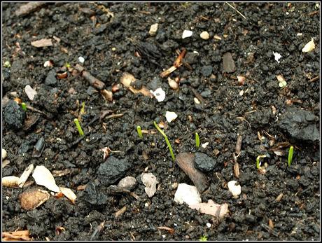Successional sowing