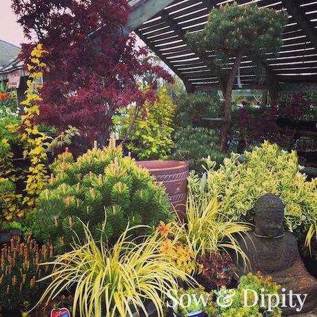 Patio Trees for Small Gardens