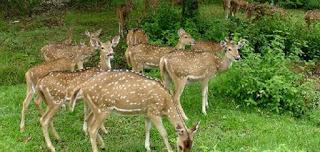 Peppara Wildlife Sanctuary