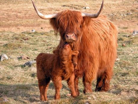 Top 10 Strange, Rare and Unusual Breeds of Cow
