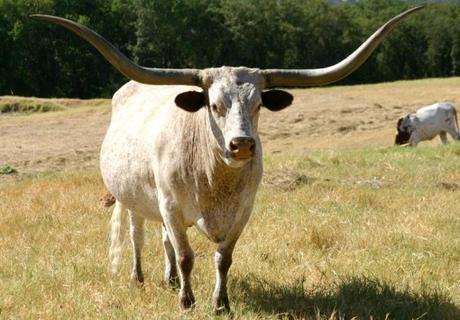 Top 10 Strange, Rare and Unusual Breeds of Cow