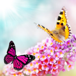 butterfly-flower