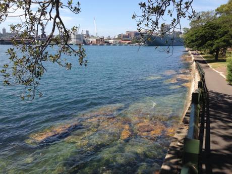 Walking track at Botanic Gardens