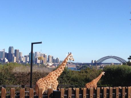 Giraffes at Tarongo Zoo