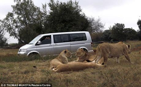 Lion safari ~ woman ignoring basic instruction loses life !!!