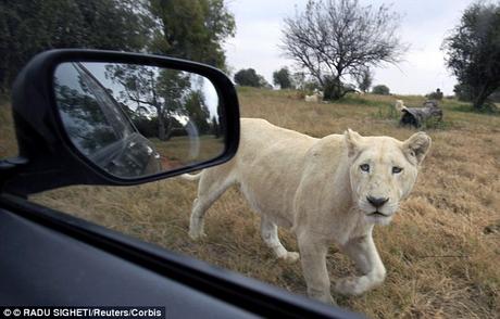 Lion safari ~ woman ignoring basic instruction loses life !!!