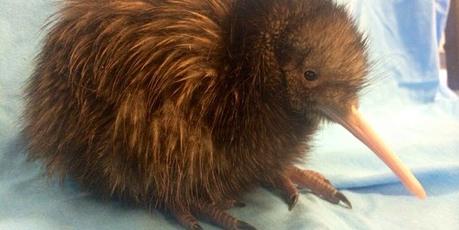 Kiwi hatching season closed !!!