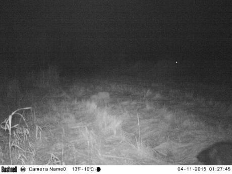 Possible wolverine photographed in Minnesota?