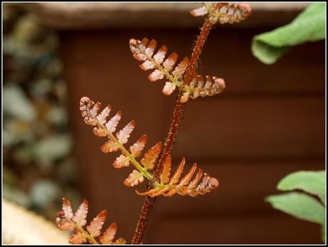 Early June progress report - flowers and shrubs