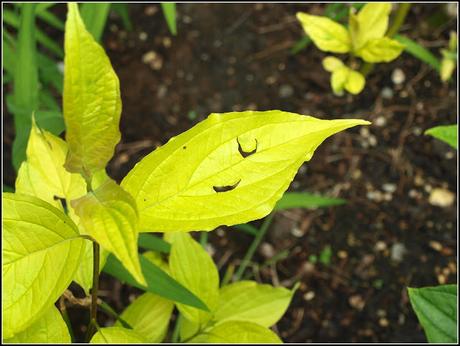 Early June progress report - flowers and shrubs