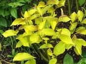 Early June Progress Report Flowers Shrubs