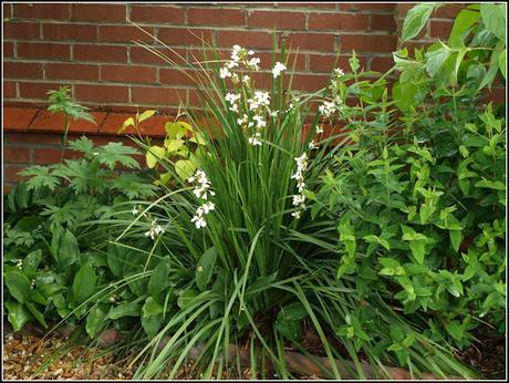 Early June progress report - flowers and shrubs