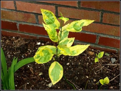 Early June progress report - flowers and shrubs