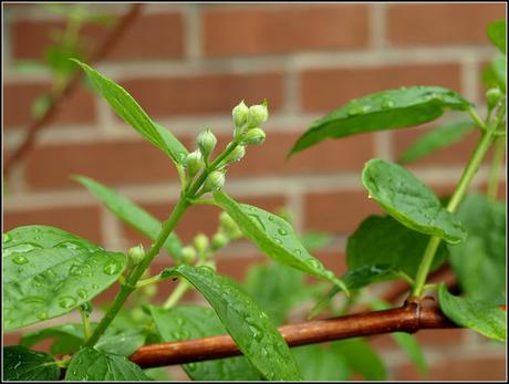 Early June progress report - flowers and shrubs