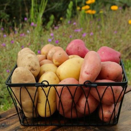 5 potato varieties