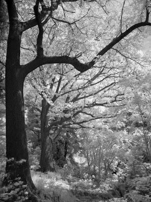 World of InfraRed 2   [Sky Watch Friday]