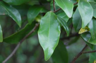 Magnolia figo Leaf (09/04/2015, Naoshima, Japan)