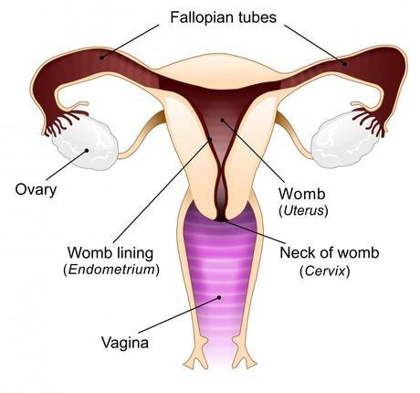 Understanding a Womans Egg Cycle and Ovulation