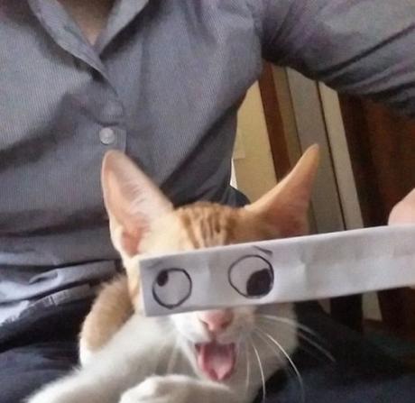 Top 10 Cats With Funny Cartoon Eyes