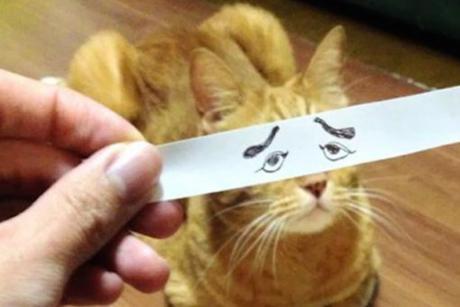 Top 10 Cats With Funny Cartoon Eyes