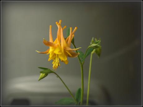 Aquilegia