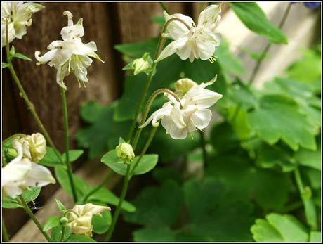 Aquilegia