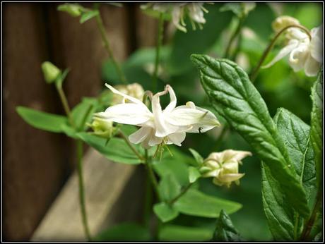 Aquilegia