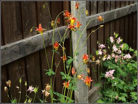 Aquilegia